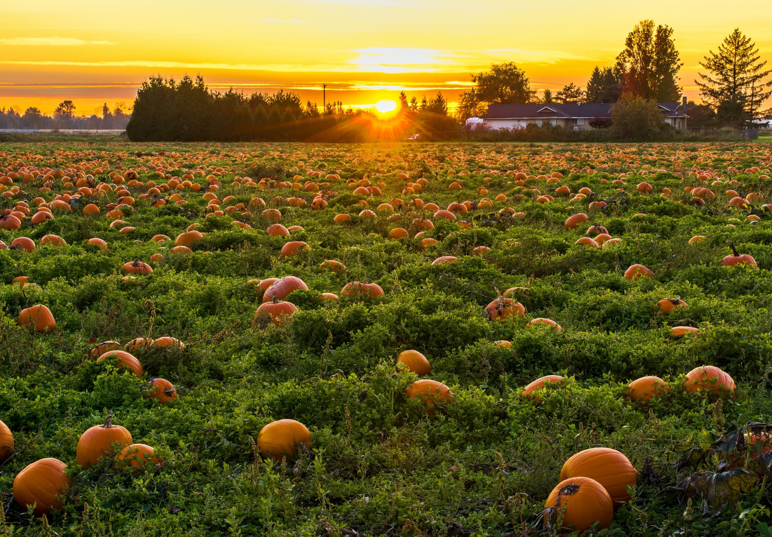 Countless pumpkin sitting in the field of grass as the sun sets in the distance