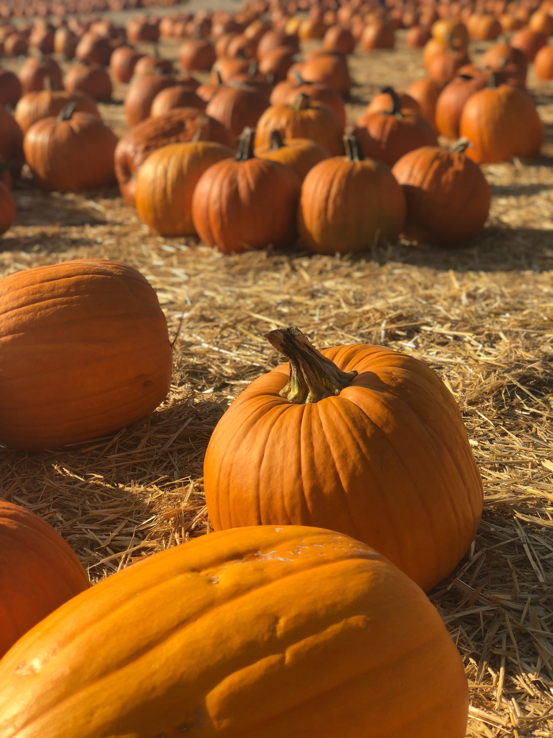 Several pumpkins sitting on the hay-covered ground