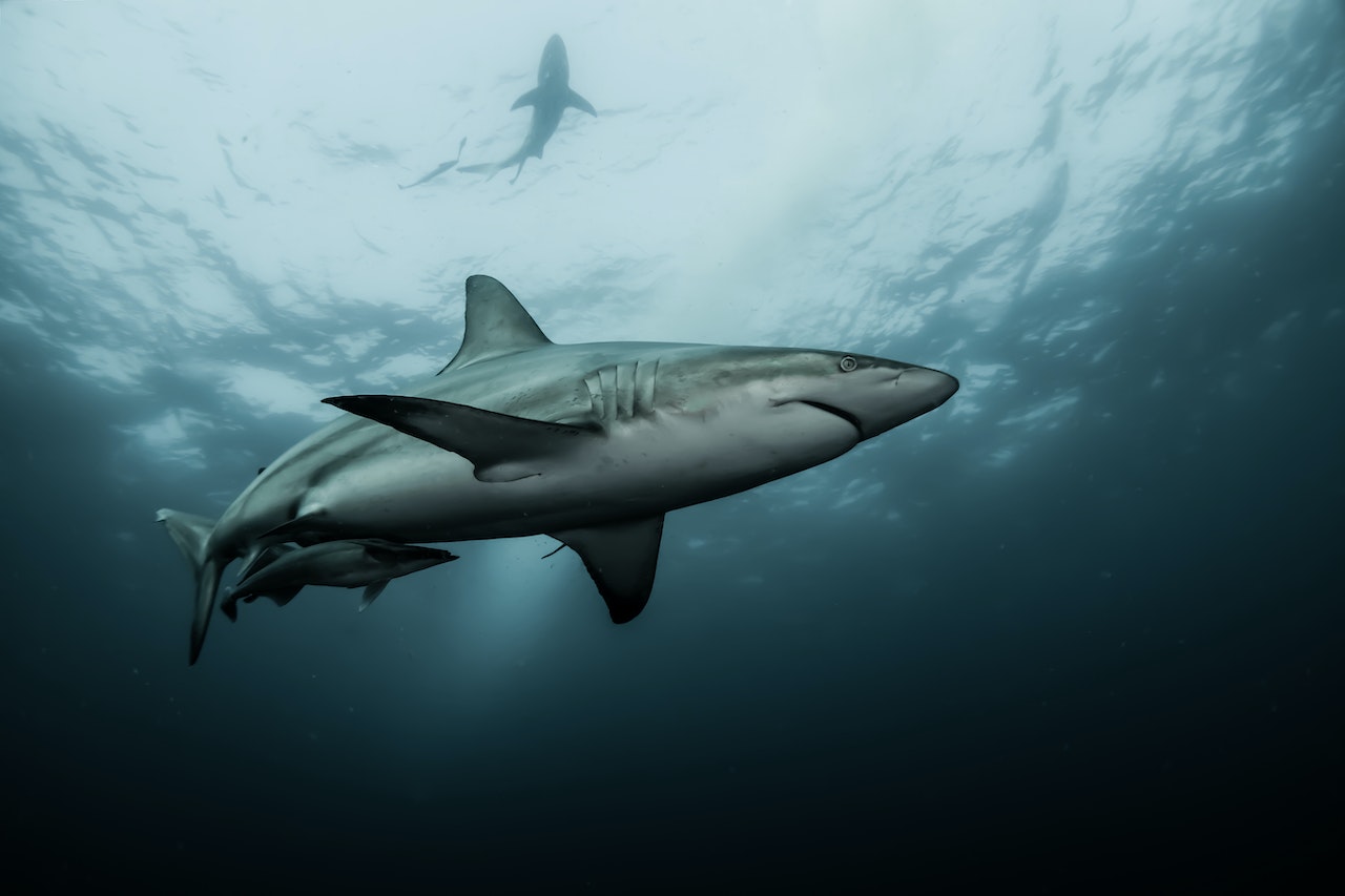 Dream About Sharks? Here's What It Means