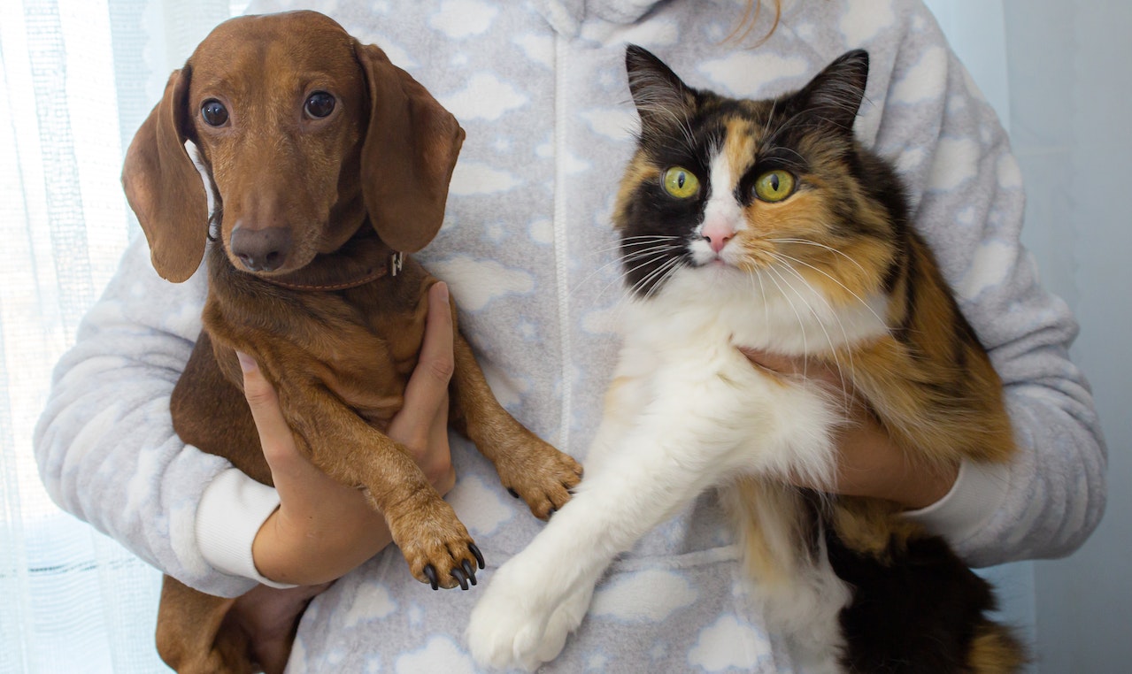 100 'this or that' questions to ask friends and family like this classic one: dogs or cats? Pictured: A brown dachshund dog and a calico cat curiously looking forward while being held.