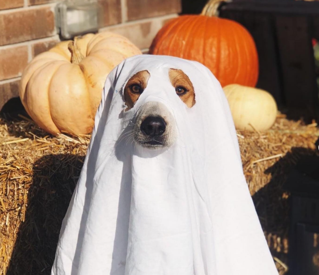 7 Halloween Costume Ideas for Your Furry Friend - 21Ninety