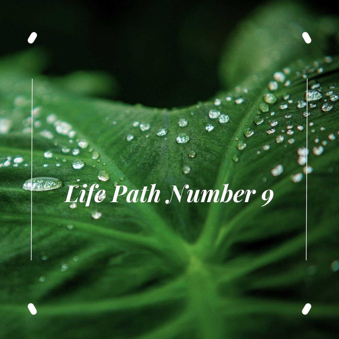 Life Path Number 9 is about world compassion and service. Pictured: a lead with dew drops on it with "Life Path Number 9" written across it.