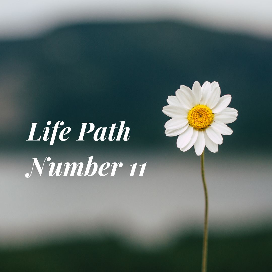 Life path number 11 is known as a master number; it is linked to intuition and spiritual sensitivity. Pictured: a flower