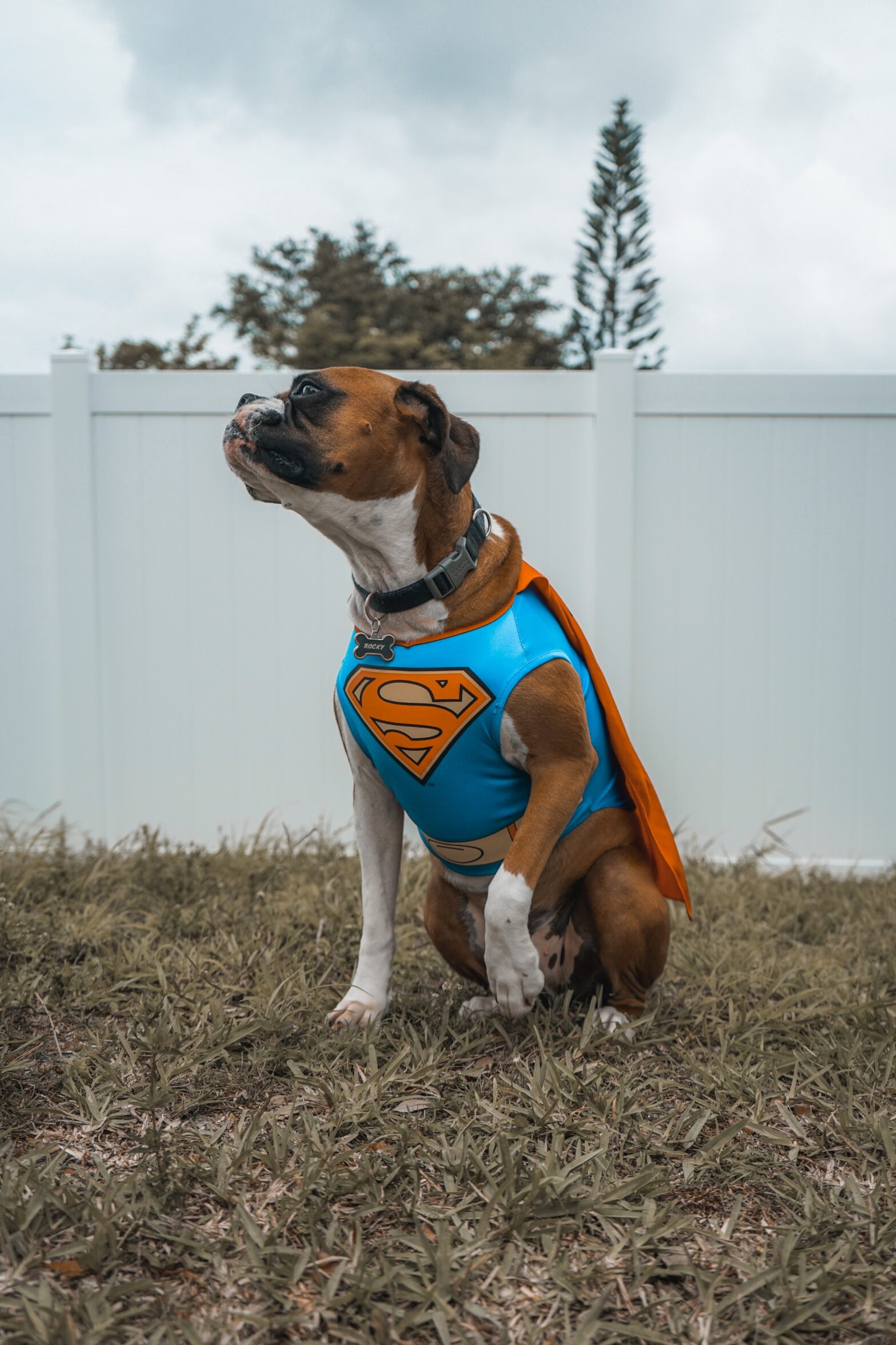 A dog is a Superman costume