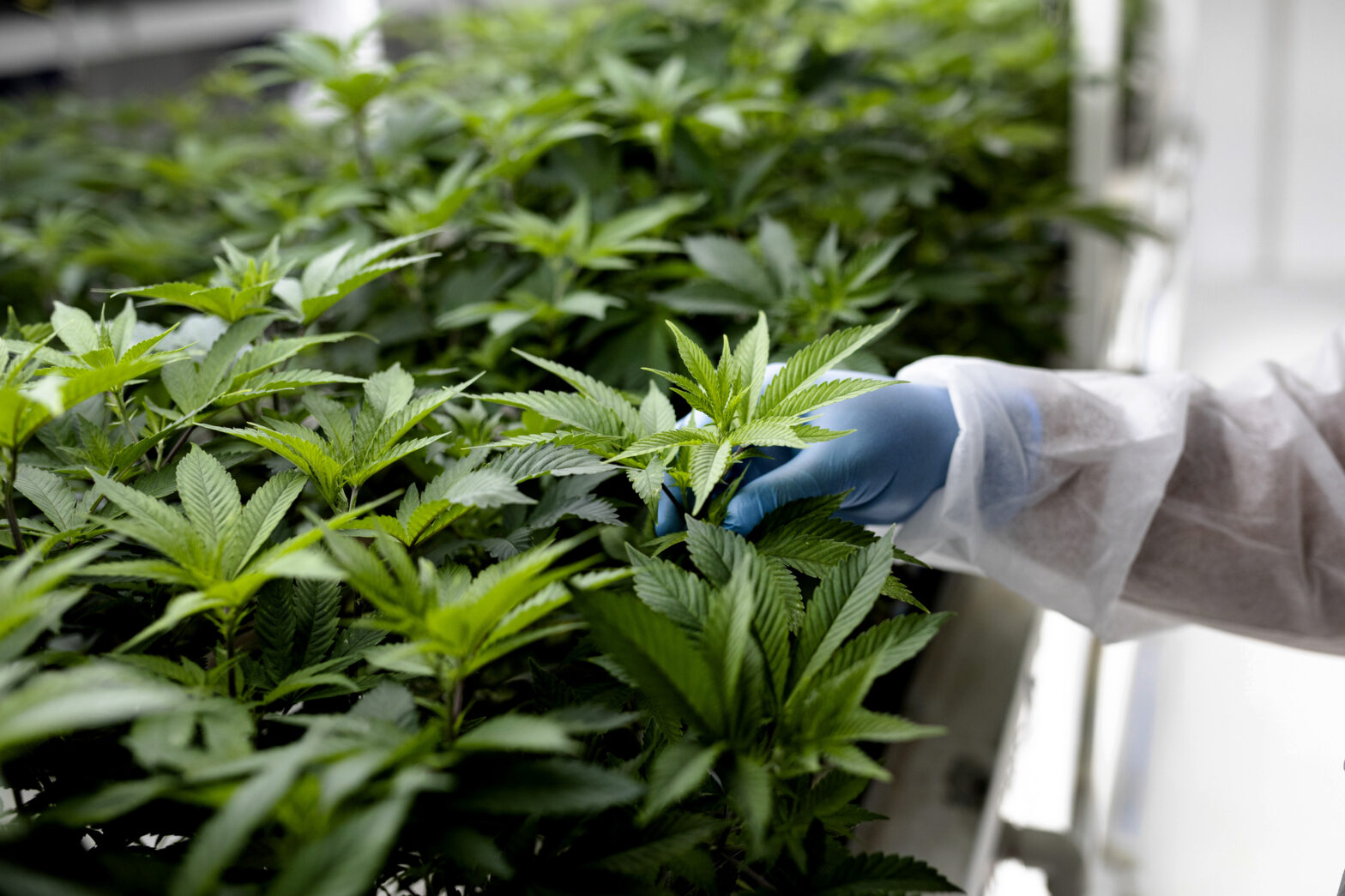 Cannabis plants inside a growing room.