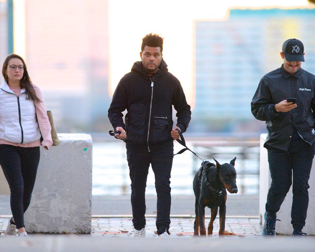 National Dog Day pictured: The Weeknd walking his dog