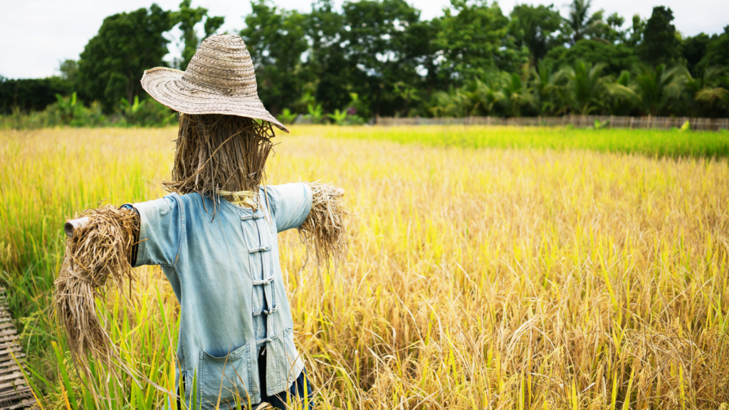 straw scarecrow in cornfield