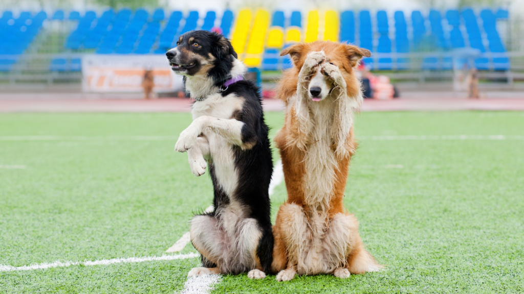 two border collie dogs show trick at a stadium in the rain