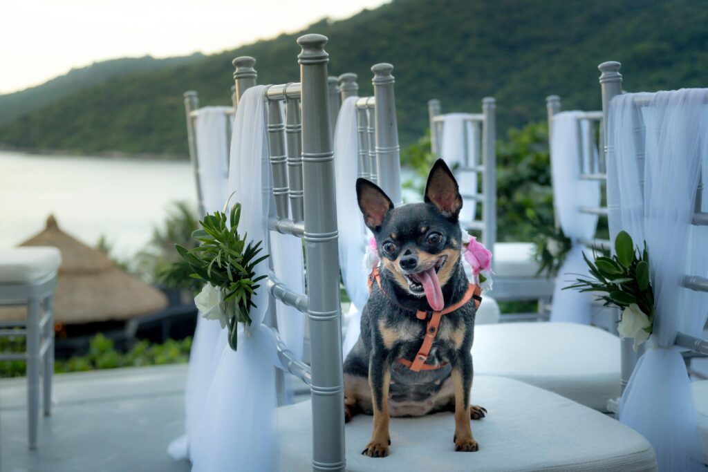 dog at a wedding sitting on a chair