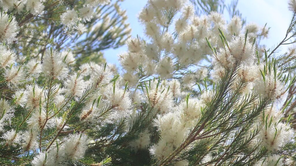 Tea tree oil plant